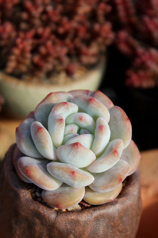 오렌지 먼로 planbong